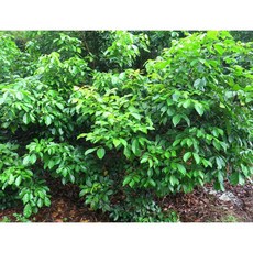 紅毛丹樹 (圖片僅供參考) - 購買前請先詢問