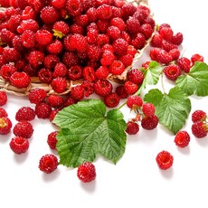 청담농수산 경남 김해 특품 햇 산딸기 생과, 1개, 250g 4팩