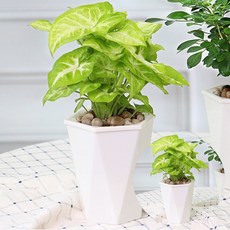 정원장식 식물화분 잔디관리 팜팜정원 자동급수 화분(20x20cm), 정원장식 식물화분 잔디관리 팜팜정원 자동급수 화분(20