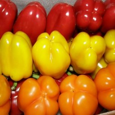 상큼하고 아삭한 맛 국내산 산지직송 빨강 노랑 혼합 피망, 1박스, 5kg