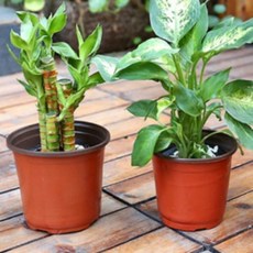 베란다 다육이 가드닝 화분 물빠짐 분갈이용 모종포트 갈색, 1개, 상세페이지 참조