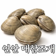 [가성비] 연안 활 대합 100%, 1개, 1kg (4-6미 내외)