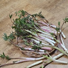 국내산 당일수확 땅두릅 특품 1kg 1박스, 300g