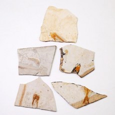 물고기 화석 파편 조각 5개 과학 관찰 방과후 교육 늘봄 도구 실습 창의 수업