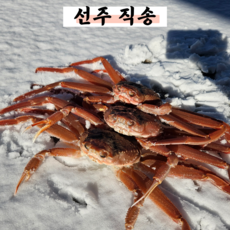 [산지직송]영덕대게 자숙 포항 구룡포 울진 게, 1박스, 국산대게 [왕특대] 12cm 1마리