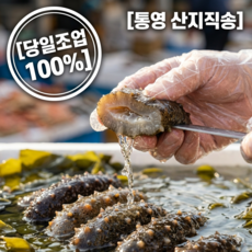 통영 산지직송 해녀가 채취한 신선한 자연산 참해삼, 1개, 500g
