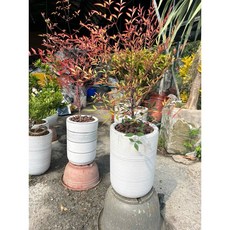 霏霏園藝日本南天竹盆栽 室內外皆宜 專車送到家, 1個