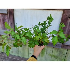 (떡잎상가) 시서스 공기정화 짱잘해!! 포도아이비, 1개, 사진참조