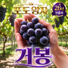 [포도왕자]2026년 첫출시 알이꽉찬 초고당도 거봉, 1박스, 500g