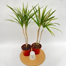 드라세나 마지나타 1+1 중품 플랜테리어 공룡꽃식물원, 1세트