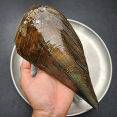 먹부장 중 키조개 1미