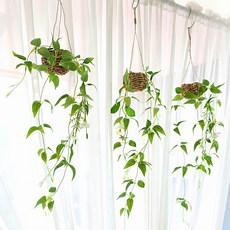 리프넝쿨바구니 넝쿨볼- 넝쿨+바구니 다양한색상 조화 행잉장식 생화같은 덩쿨, 리프 넝쿨바구니