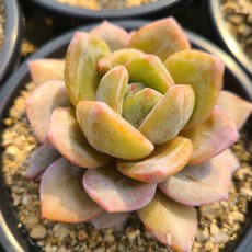 [인지다육] 독일샴페인 다육식물, 1개