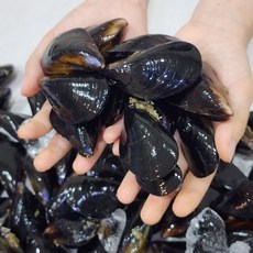 [오픈특가] 국내산 다듬이 홍합 당일채취 손실 세척, 1개, 생물 홍합 1kg