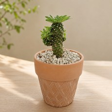 괴마옥이 심어진 내츄럴 토분 세트, 1개