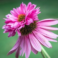 [큐가든] 에키네시아 뿌리 더블덱커 유럽 직수입 에키네시아꽃 숙근 구근 특선, 1개