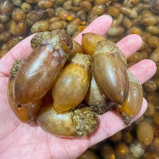 아마마 손질 참미더덕 (경남 고성), 손질 참미더덕 500g 1팩