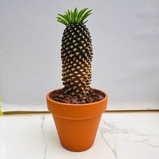 파인애플괴마옥 산아래다육이 괴마옥 선인장 화분 식물 꽃 생명력 카페꾸미기 장식 공기정화 전자파차단 희귀식물 다육식물 풀멍, 1개