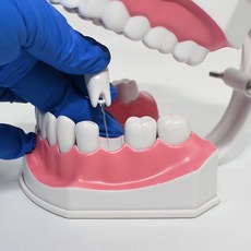 兒童早教刷牙模型 兩倍大幼兒口腔教學牙齒模型 幼稚園教刷牙, 1個, 1：2兩倍大牙齒可松動送牙刷