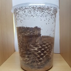 먹이용 작은 흔적날개초파리 사마귀 개구리 소형 동물 먹이 (흔날초) 400마리 or 100마리, 100마리(배양용), 기본포장(여름겨울철x), 1개