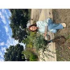 광일농원 공조팝 개화주분 5주, 5개