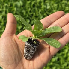 [오감] 봄배추 모종 봄 가을 채소 묘종 배추, 7개