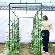 넝쿨 지지대 온실 오이 거치대 과수원 분재 스탠드 식물 3m + 보호 10개 4mm60cm, 3m + 보호 10개 3mm70cm