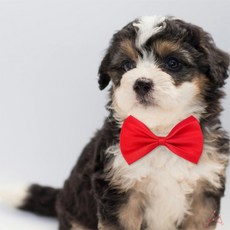 내옆채움가게 귀여운 댕냥이 나비넥타이 고양이리본넥타이, 노랑