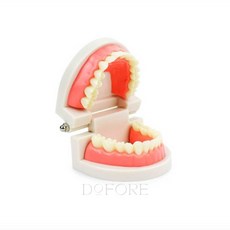 치아모형 이빨모형