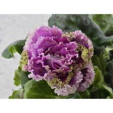 미니바이올렛_EK 에메랄드장미 sp(러시아바이올렛), 1개