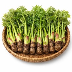 [선별최상품] 국내산 참두릅 진한향 생두릅 제철 봄나물 디아머스, 1개, 500g