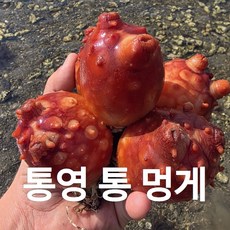 통영수산 통멍게 활멍게 산지직송 안깐멍게 직판, 1개, 1kg(5~9미)