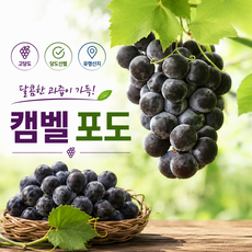 명산지 당도선별 고당도 캠벨포도, 1개, 1kg