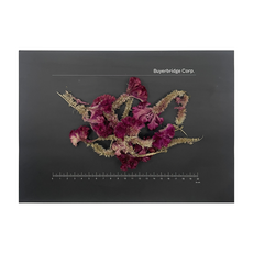 자연건조 맨드라미꽃 맨드라미차 Cockscomb Celosia Cristata 100g