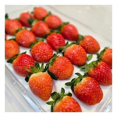 담양 생딸기 중과 설향딸기 500g 안전포장
