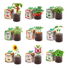 미니 투명 화분 키우기 키트 택1 열매 허브 꽃 반려식물 키우기 학교 학원 유치원 식목일 단체, 05루꼴라