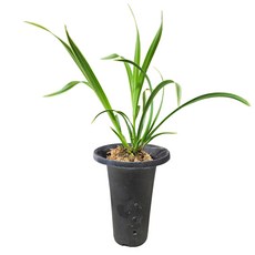 나라아트 영양안석5리터.난석.동양란모음선택1.동양란.