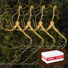 화려산삼 산삼 20년근 야생방치삼, 3박스, 4개입