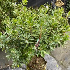 霏霏園藝 黑碳楊梅嫁接苗, 1個