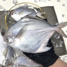 국내산 생물 병어 1kg, 1개