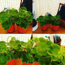 제라늄(핀토)10cm칼라포트 옵션선택(색상별 또는 5개세트), 1개, 5개묶음(색상랜덤)