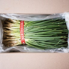 [제니네 제철과일] 신선마켓 산지발송 국내산 흙쪽파 TK4, 2kg