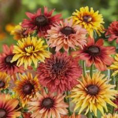 명품 루드베키아 '사라마야' 색상랜덤Mix [3포트] (복남이네야생화 Rudbeckia Sahara x Maya mix 교잡종), 3개
