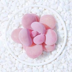 小鮮肉肉 桃蛋 桃之卵 成株/種子(10粒裝) 多肉植物 台灣現貨，粉嫩圓潤易種植, 1個, 單購-種子一份(10粒裝)