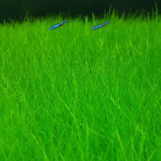 [수초몰] 미니 헤어 글라스 (약 20뿌리) 전경수초 초보자수초 자연수초, 1개