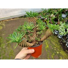 파인애플선인장 괴마옥 토분세트, 선택없음, 1개