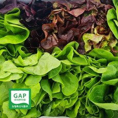 당일재배 산지직송 국내산 우수관리인증 하우스 유러피안 채소, 1개, 2kg