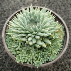 봄의정원 몽골 바위솔(노지월동)-2305, 1개