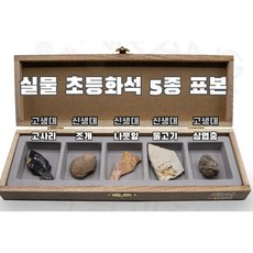 고생대 신생대 고사리 조개 나뭇잎 물고기 화석 중등실험 실습용 기초과학교구 만들기, 1개