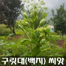 [해피플라워] 구릿대 백지 씨앗 1g(약 300립) / 봄 여름 가을 파종 약초 종자, 1개